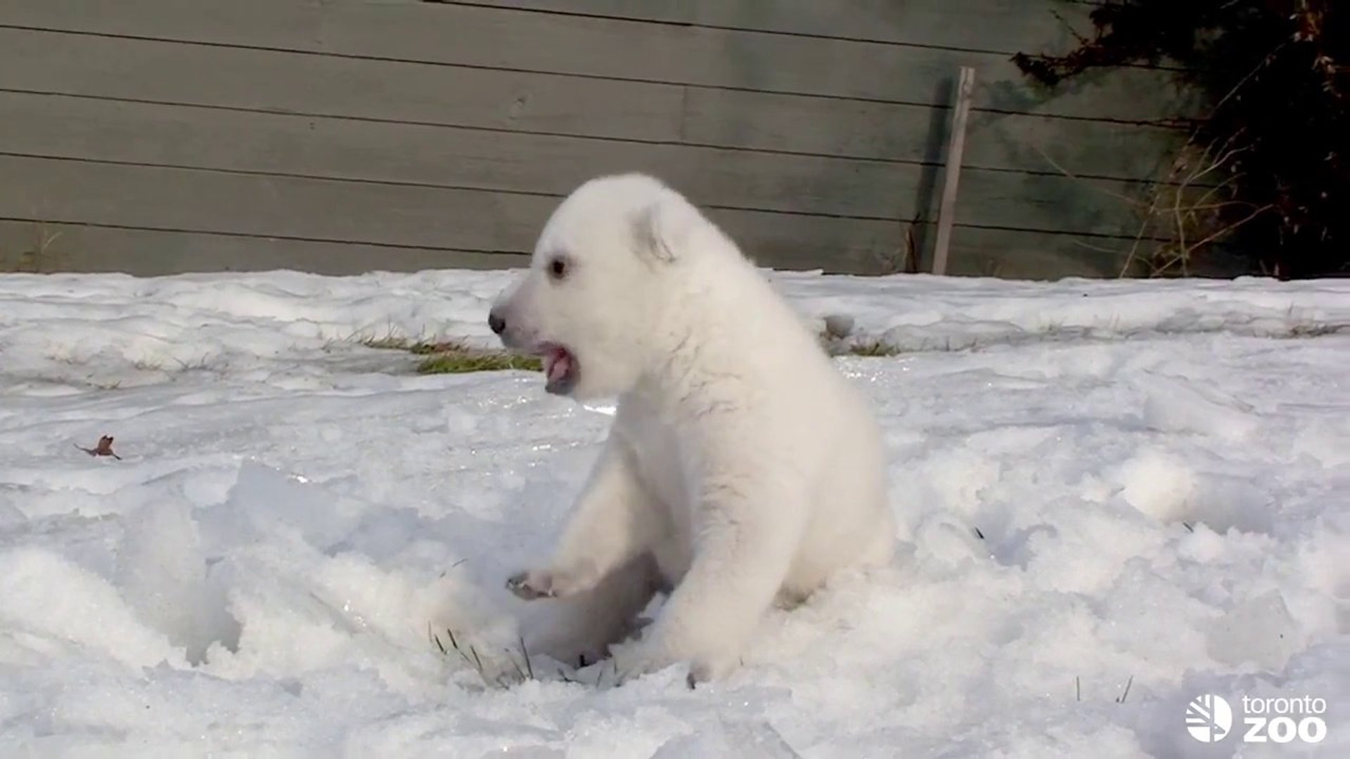 Un Bebe Ours Blanc Decouvre La Neige Trop Mignon Video Dailymotion
