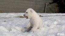 Un bébé ours blanc découvre la neige.. TROP MIGNON!!