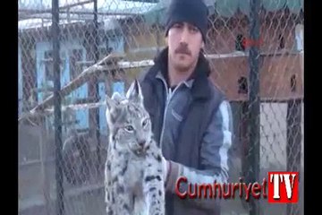 Ayağı kırılan vaşağa platin takılacak