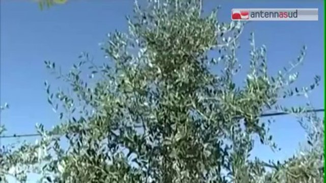 TG 29.01.14 L'olio d'oliva italiano messo alla berlina dal New York Times