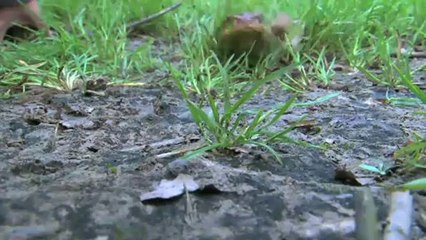 El medi ambient - Projecte basses