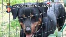 TG 02.01.14 Barletta: 5 cani liberati dai carabinieri in una cava