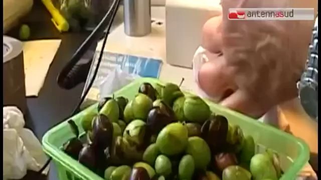 TG 19.12.13 Ulivi infetti a rischio abbattimento, agricoltori col fiato sospeso per la direttiva Ue