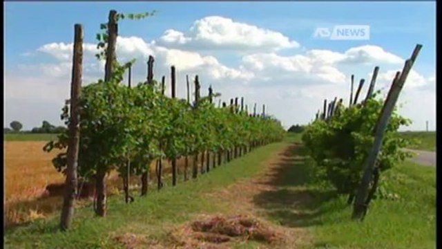AGRICOLTURA, AUMENTA LA PRODUZIONE