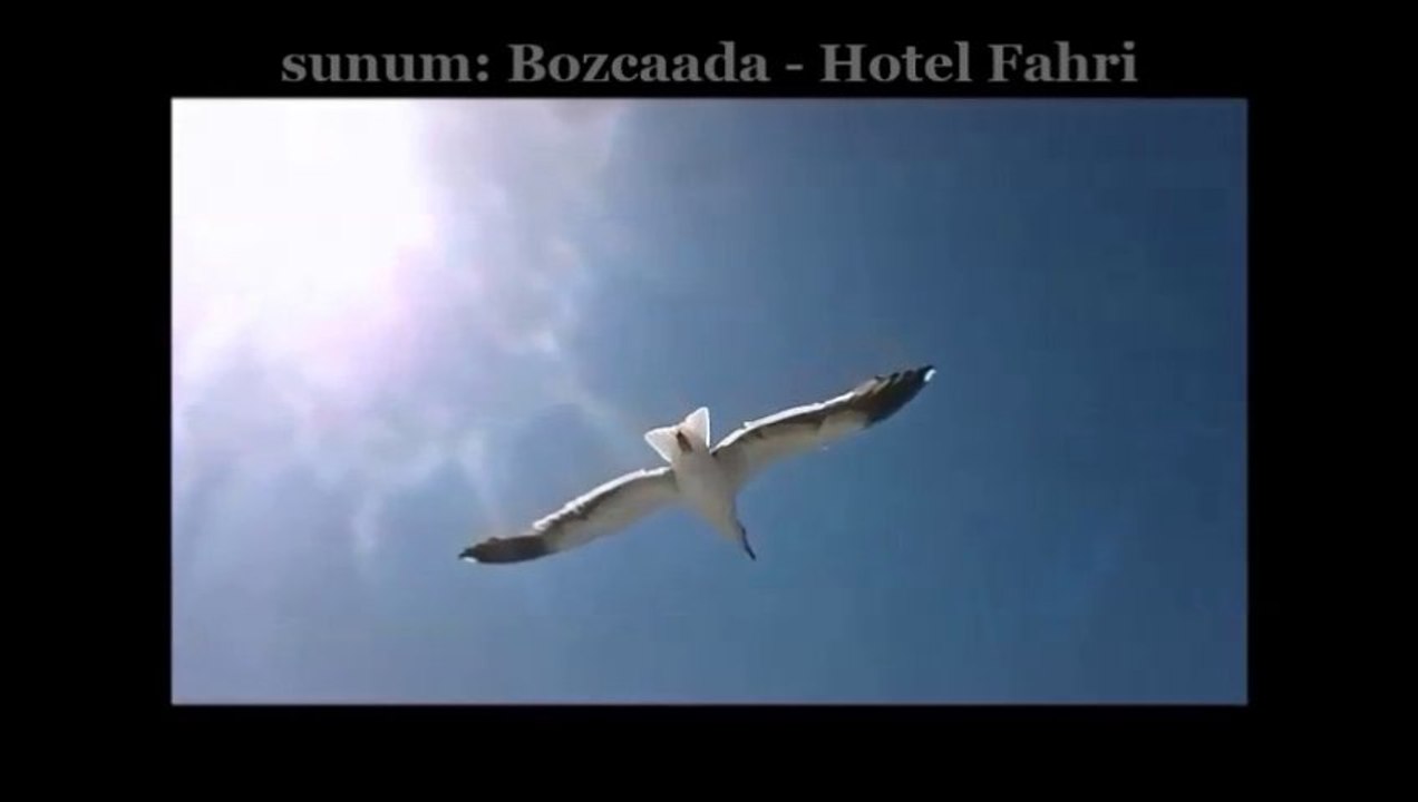 ''Bozcaada-Hotel Fahri'' Martı Jonathan'ın hikayesi