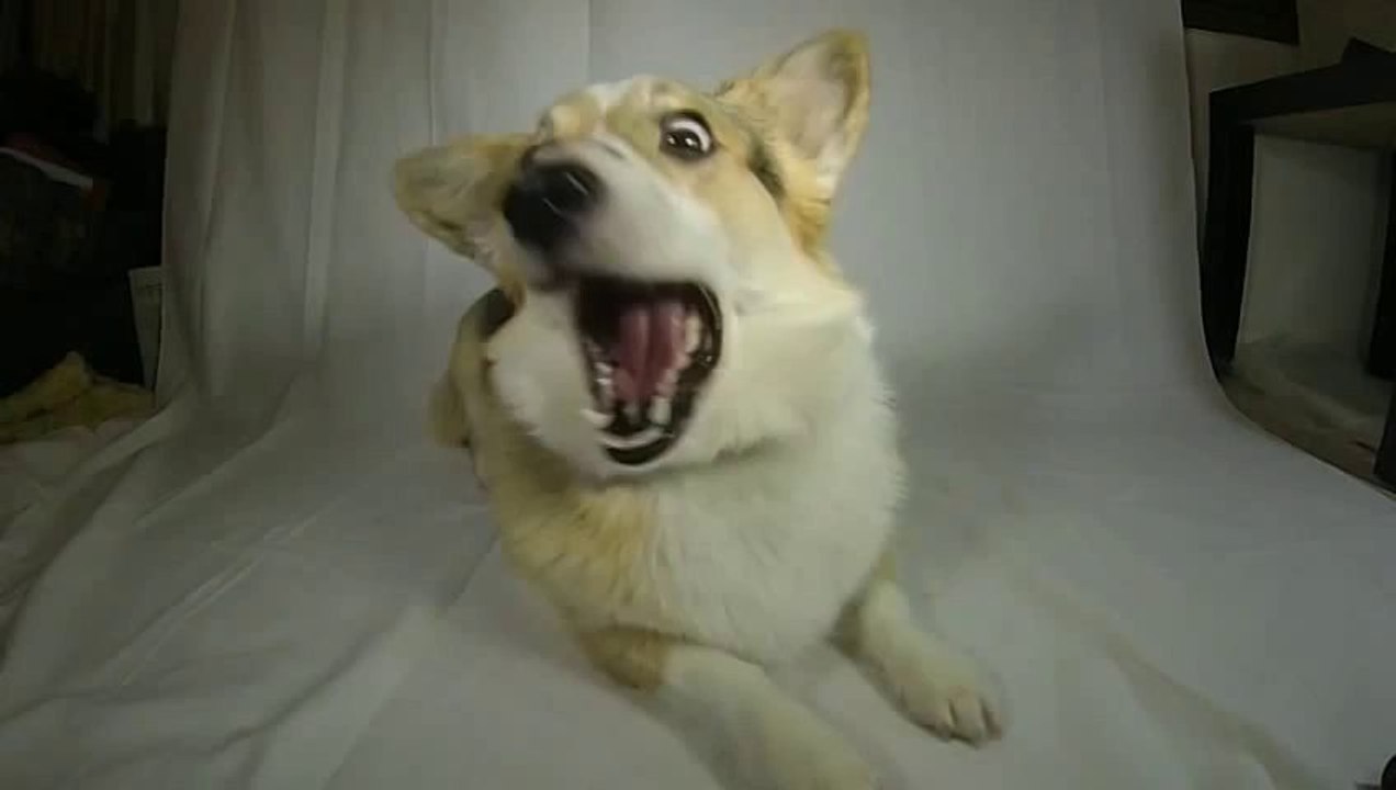 Slow-Motion Video Of A Corgi Catching Dog Treats Is Captivating, Hilarious