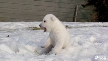 Polar Bear Cub Introduced to Snow for the First Time!!