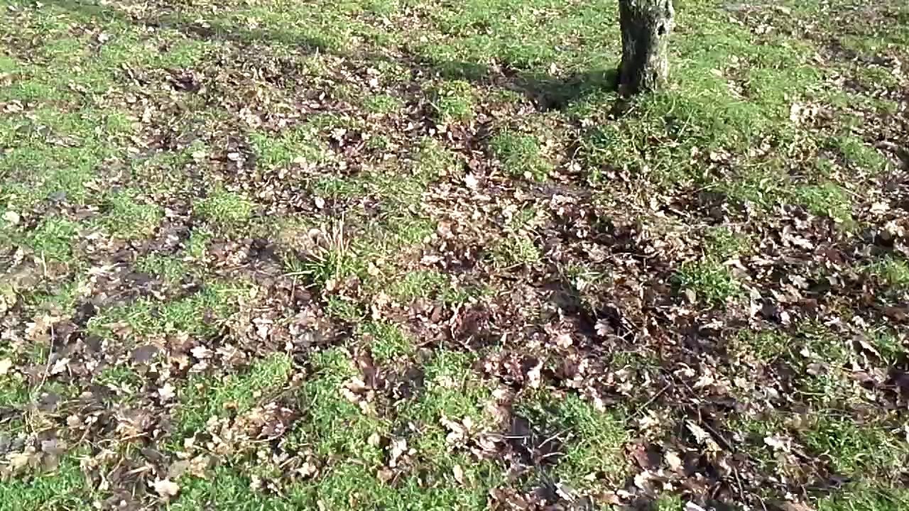 Basse-cour 01 février 2014