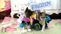 Cute Kittens Reenact Disney’s Frozen Movie