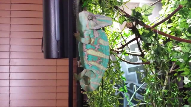 Chameleon on the attack - Violent little animal.