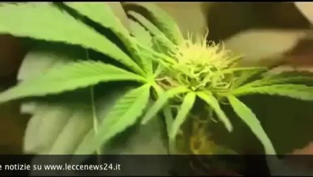 Tg 29 Gennaio: leccenews24 notizie dal Salento in tempo reale