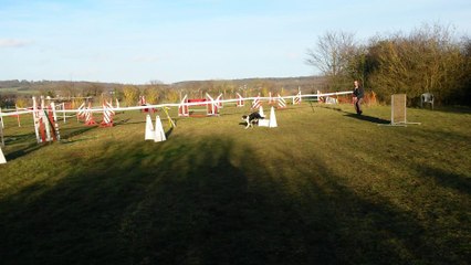 Hera découvre le Flyball à Maule