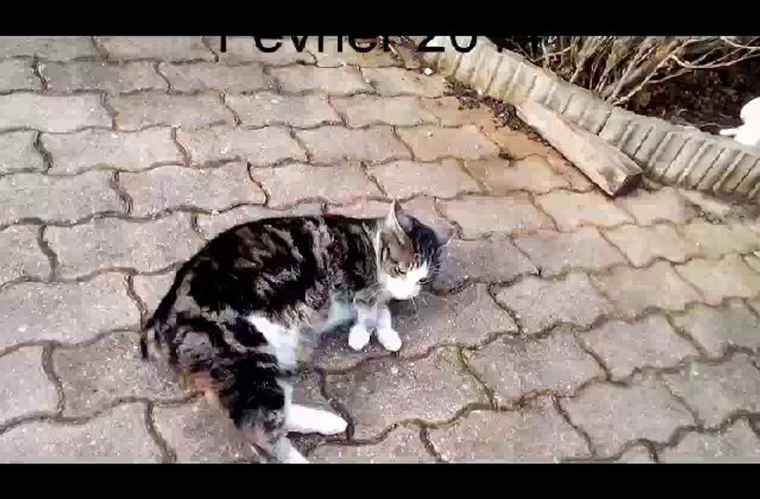 Rogue cat makes its cinema