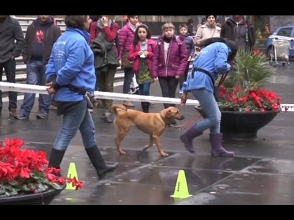 Napoli - Cani e addestratori in Via Duomo (07.01.14)