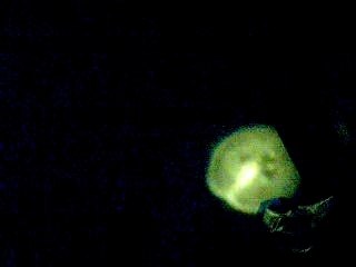 Ovule qui s'affole encule les bémol