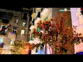 Napoli - Due nuove magnolie in piazza Pignasecca (16.12.13)