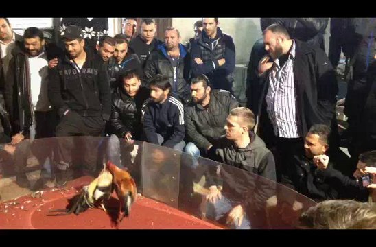 rilo de jr contre cenisso de nouna gallo del porro