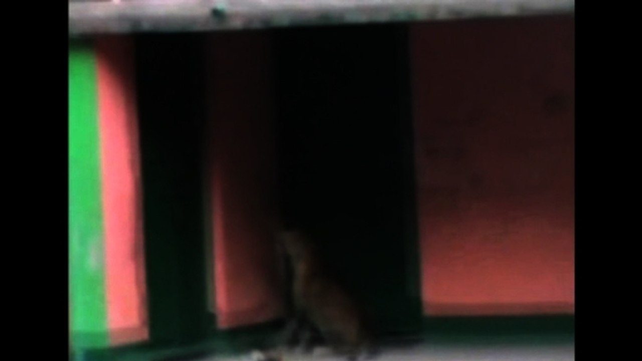 Leopard strays into Indian village
