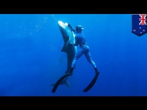 Shark attack victim James Grant stabs shark, stitches himself up, then goes for beer