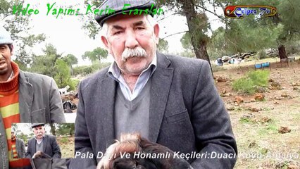 Pala Dayı (Hasan Gürel) Honamlı Keçilerini Tanıtıyor: Duacı Köyü-Antalya