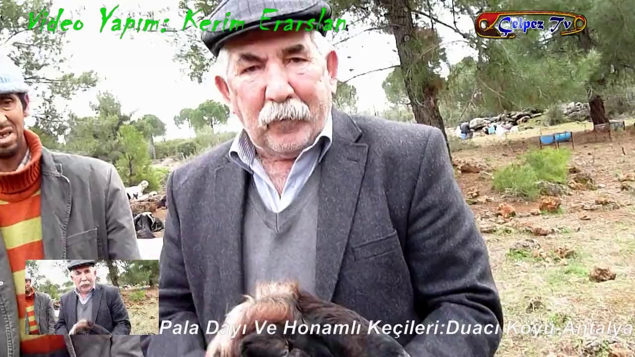 Pala Dayı (Hasan Gürel) Honamlı Keçilerini Tanıtıyor: Duacı Köyü-Antalya