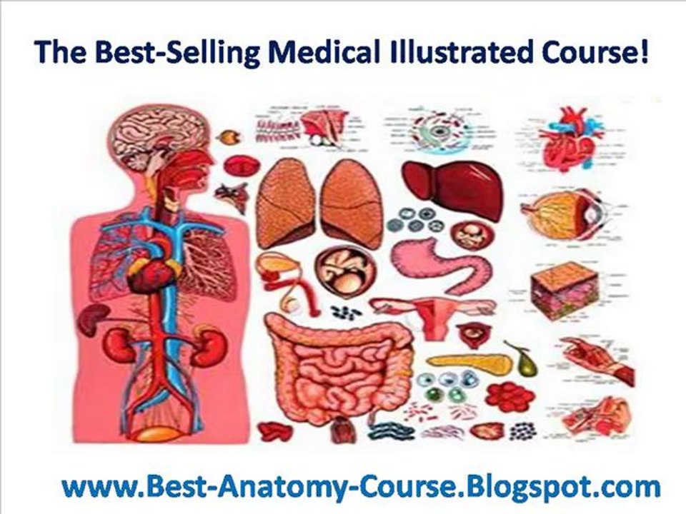 Human Anatomy And Physiology Course - Learn About The Human Body With Illustrations
