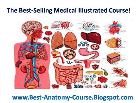 Human Anatomy And Physiology Course - Learn About The Human Body With Illustrations