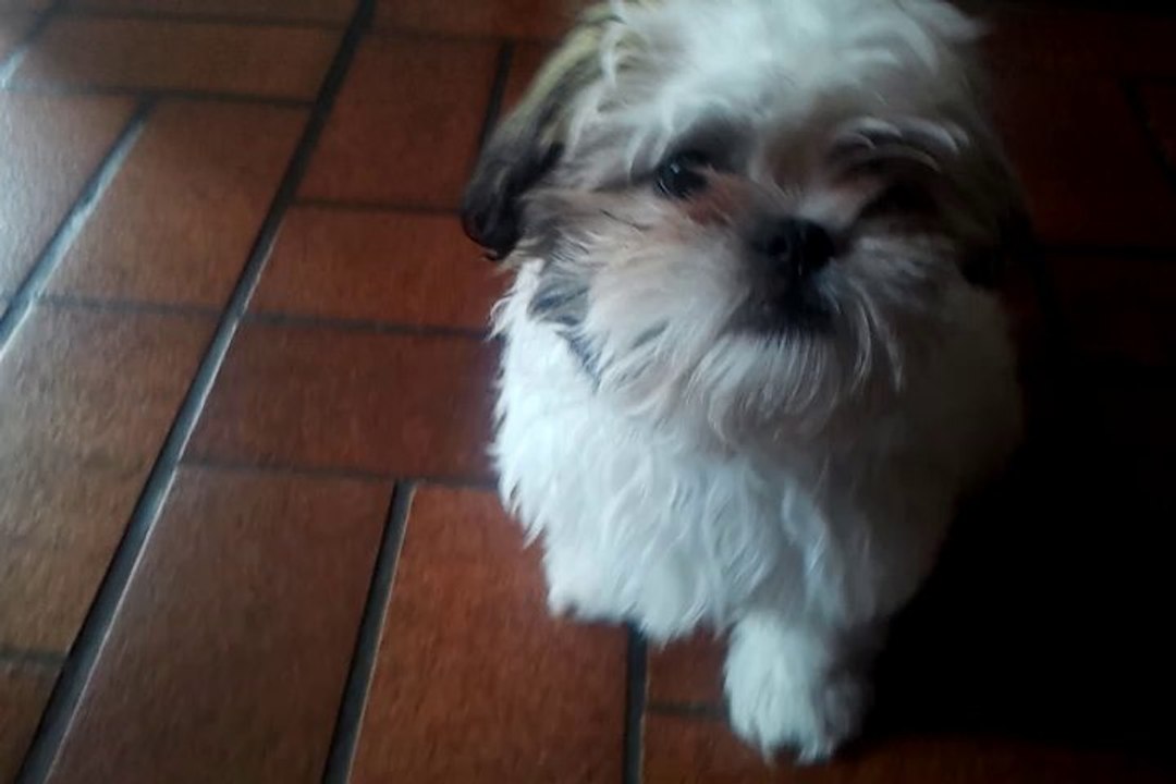 and there is the dog