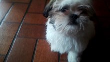 and there is the dog