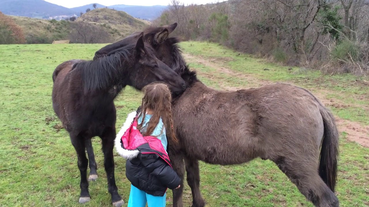 Rencontre chevaux La Lieude