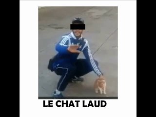 lancer de chat à Marseille Oscar le Chat et Farid le Chat laud