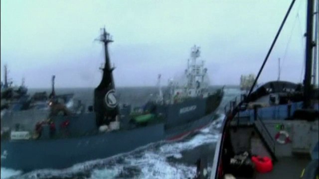 Boat collision: Sea Shepherd ship rammed by Japanese whalers