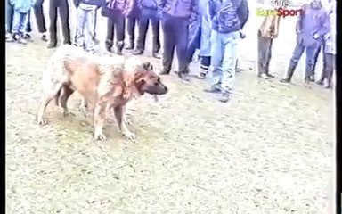 Arapi i Koles ...15 minuta luft