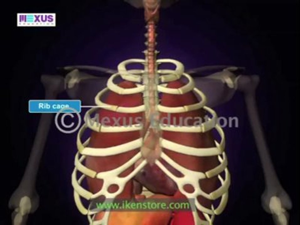 Human Skeleton ,Types Of Joints