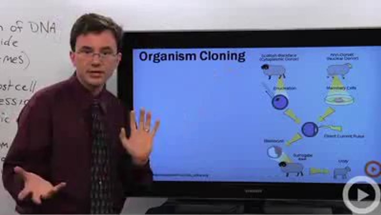 Cloning - PCR
