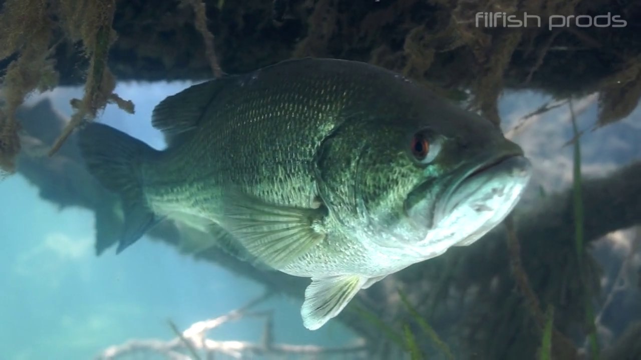 Poissons sauvages 6 et bonus