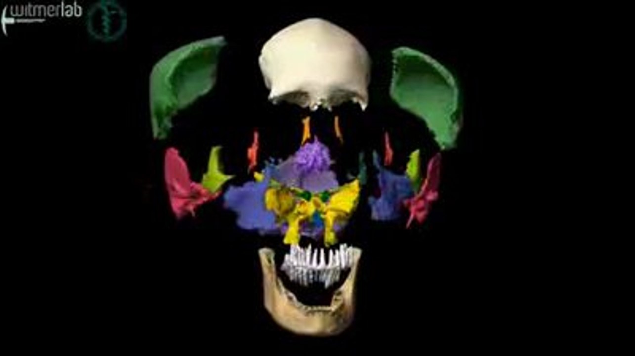 human skull
