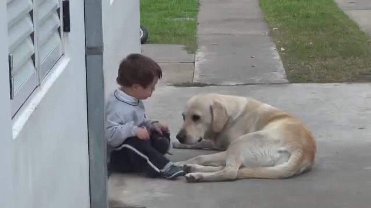 Dog