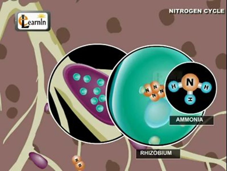 Nitrogen Cycle