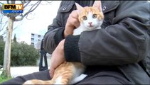 Oscar, le chaton maltraité à Marseille, est sain et sauf