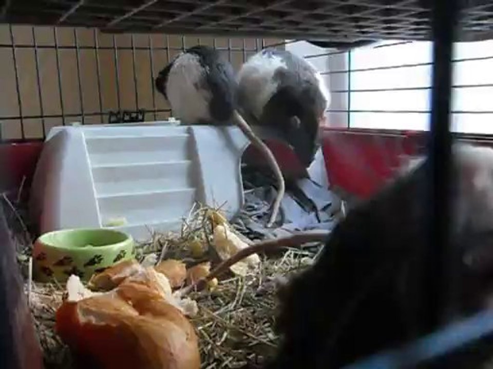 Nouveaux rats