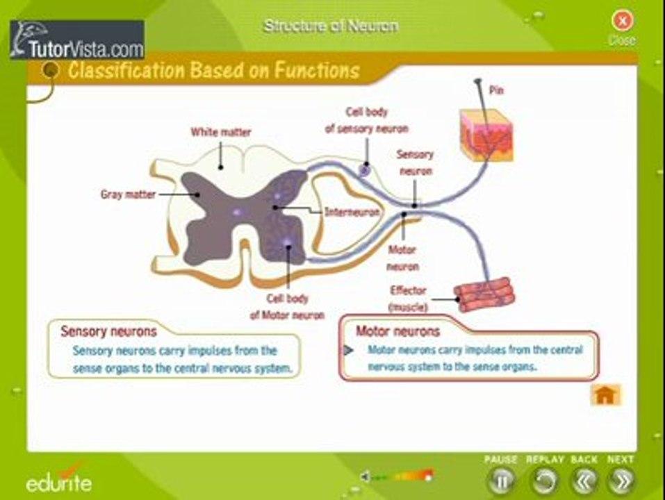 Structire of neuron