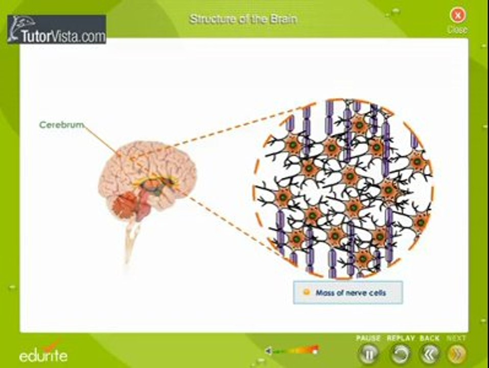 Structure of brain