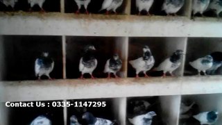 Lahori Pigeons - Buy Teddy Pegions for Sale in Lahore