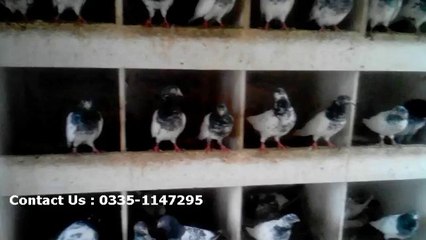 Lahori Pigeons - Buy Teddy Pegions for Sale in Lahore