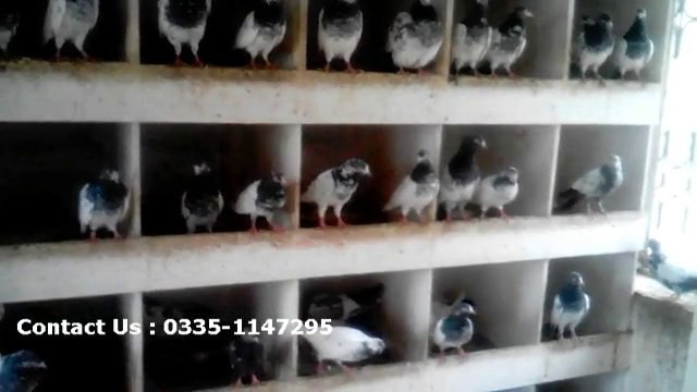 Lahori pigeon for sale, lahore pigeon for sale, teddy kabootar for sale in lahore, buy teddy kabootar