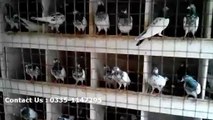 Lahori pigeon for sale, lahore pigeon for sale, teddy kabootar for sale in lahore, buy teddy kabootar (3)