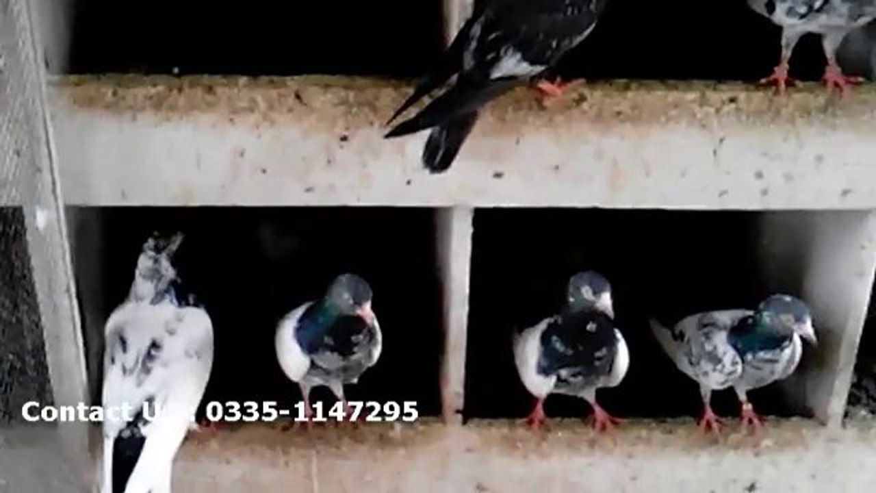 Lahori pigeon for sale, lahore pigeon for sale, teddy kabootar for sale in lahore, buy teddy kabootar