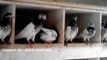 Lahori pigeon for sale, lahore pigeon for sale, teddy kabootar for sale in lahore, buy teddy kabootar (6)