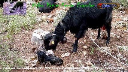 Pala Dayı(Hasan Gürel)Ve İkiz Yavrulayan Honamlı Keçisi:Duacı Köyü-Antalya